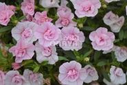 Calibrachoa hybrida Calita Double Pink