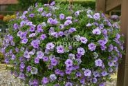 Calibrachoa hybrida Calita Double Sky Blue