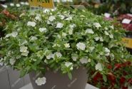 Calibrachoa hybrida Calita Double Snow