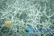 Calocephalus brownii Silver Bush (Silvercalos)
