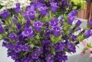 Campanula medium Champion Blue