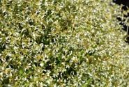 Chamaesyce hypericifolia Snow Mountain