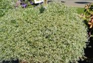 Chamaesyce hypericifolia Snow Mountain