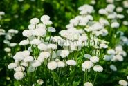 Chrysanthemum parthenium Madonna