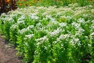 Chrysanthemum parthenium Madonna