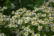 Chrysanthemum parthenium Snow Star