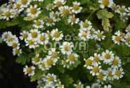 Chrysanthemum parthenium Snow Star
