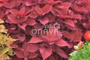 Coleus blumei Copa Copper