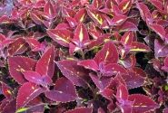 Coleus blumei Copa Saturan