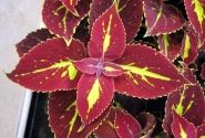 Coleus blumei Copa Saturan