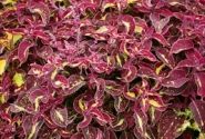 Coleus blumei Copa Saturan