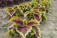 Coleus blumei Kong Rose