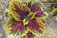 Coleus blumei Kong Rose