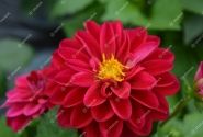 Dahlia hortensis Lubega Burgundy