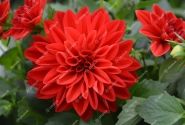 Dahlia hortensis Lubega Scarlet