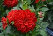 Dahlia hortensis Lubega Scarlet