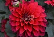 Dahlia hortensis Lubega Power Red