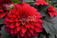 Dahlia hortensis Lubega Power Red