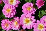 Dahlia hortensis Lubega Power Rose Bicolor