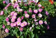 Dahlia hortensis Lubega Power Rose Bicolor