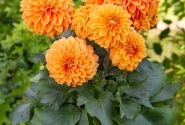 Dahlia hortensis Lubega XL Orange