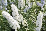 Delphinium cultorum Magic Fountains Pure White (XXL)