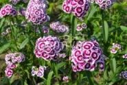Dianthus barbatus Sweet Purple White Bicolor