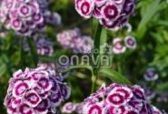 Dianthus barbatus Sweet Purple White Bicolor