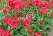 Dianthus barbatus Sweet Scarlet