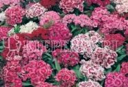 Dianthus barbatus Messenger Mix