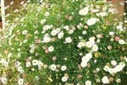 Erigeron karvinskianus Summer Daisy