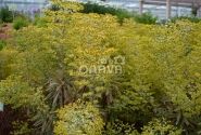 Euphorbia martinii Ascot Rainbow