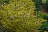 Euphorbia martinii Ascot Rainbow