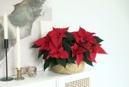 Euphorbia pulcherrima Christmas Time