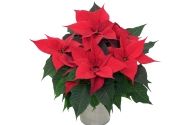 Euphorbia pulcherrima Christmas Time