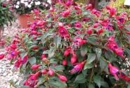 Fuchsia hybrida Fuchsita Red-Blue (stāva)