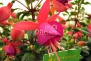Fuchsia hybrida Fuchsita Red-Blue (stāva)
