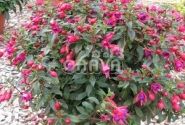 Fuchsia hybrida Fuchsita Red-Blue (stāva)