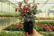 Fuchsia hybrida Fuchsita Red-Blue (stāva)