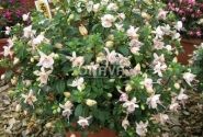 Fuchsia hybrida Polar (stāva)