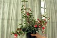 Fuchsia hybrida General Monk Red-White (stāva)