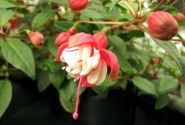 Fuchsia hybrida General Monk Red-White (stāva)