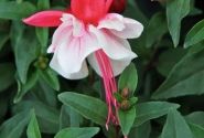 Fuchsia hybrida Leonita Double Red-White (nokarena)