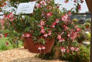 Fuchsia hybrida Leonita Double Red-White (nokarena)