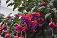 Fuchsia hybrida Dark Eyes (nokarena)