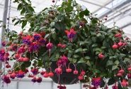 Fuchsia hybrida Dark Eyes (nokarena)