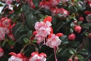Fuchsia hybrida Sir Matt Busby (nokarena)