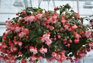 Fuchsia hybrida Sir Matt Busby (nokarena)