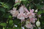 Fuchsia hybrida Pink Marshmallow (nokarena)
