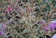 Gaura lindheimeri Gambit Variegata Rose